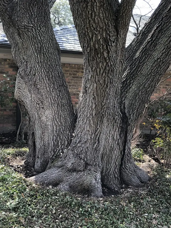 Mature heritage tree close to a Thawville property cared for by certified arborists